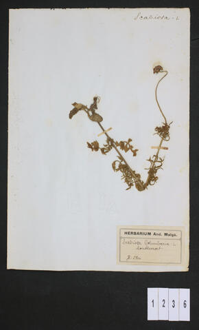 Original Digital object not accessible