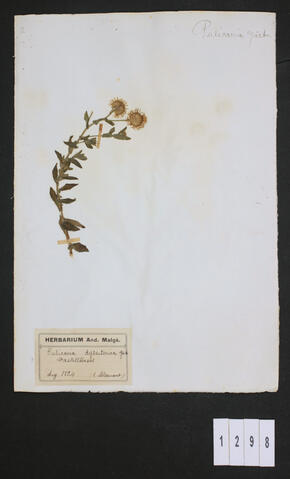 Original Digital object not accessible