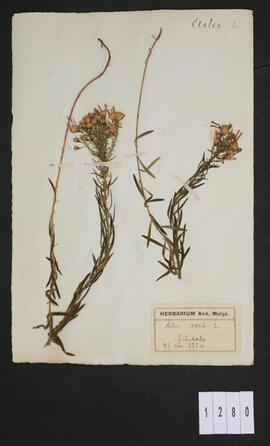 Aster acris L.