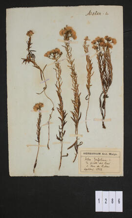 Aster tripolium L.