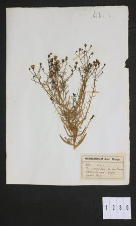 Aster acris L.