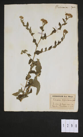 Original Digital object not accessible