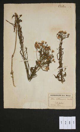 Aster willkommii Schultz