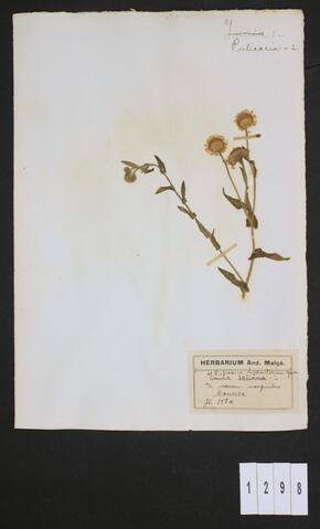 Original Digital object not accessible