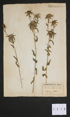 Original Digital object not accessible