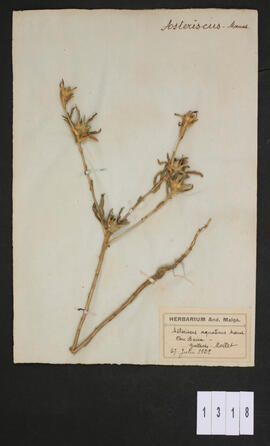 Asteriscus aquaticus Moench