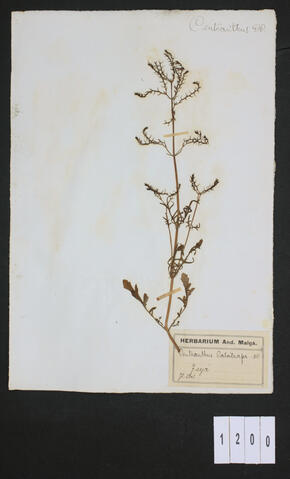 Original Digital object not accessible