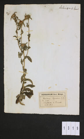 Original Digital object not accessible